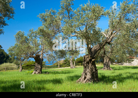 Olivenbäume (Olea Europaea), Miramar Estate, in der Nähe von Valldemossa, Mallorca, Balearen, Spanien, Europa Stockfoto