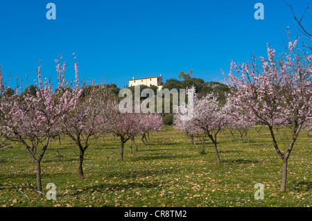 Blühende Mandelbäume Plantage in Alaro, Tramuntana auf Mallorca, Balearen, Spanien, Europa Stockfoto