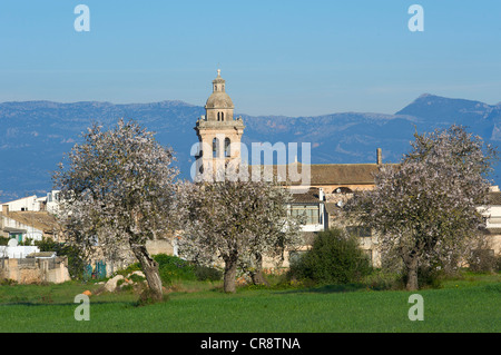 Mandelblüte in Algaida, Mallorca, Balearen, Spanien, Europa Stockfoto