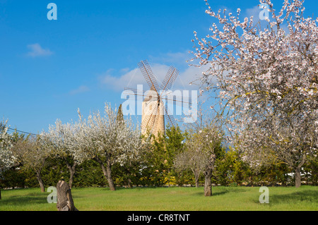 Blühenden Mandelbäume und Windmühle in Santa Maria del Cami, Mallorca, Balearen, Spanien, Europa Stockfoto