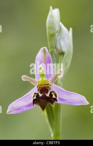 Biene Orchidee, Ophrys Apifera, UK Stockfoto