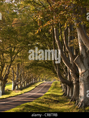 Die Beech Avenue an der Kingston Lacy in Dorset. Stockfoto