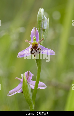 Biene Orchidee, Ophrys Apifera, UK Stockfoto