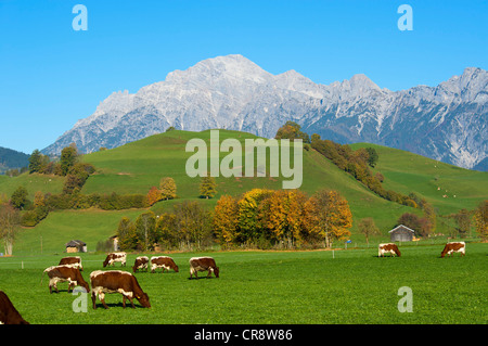 Blick auf die Leoganger Steinberge Bergkette im Pinzgau, Wiesen im Vordergrund, Salzburger Land, Österreich, Europa Stockfoto