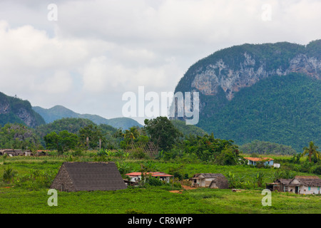 Kalkstein-Hügel, Landwirtschaft, Land und Tabak Trocknung Haus in Vinales Tal, UNESCO-Weltkulturerbe, Kuba Stockfoto