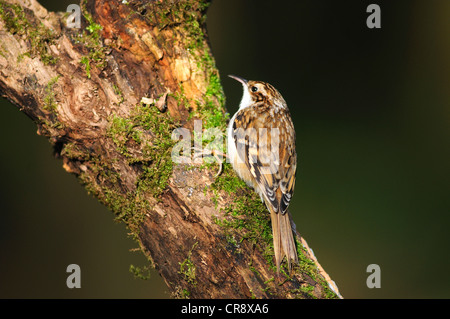 Ein Waldbaumläufer auf einem Ast UK Stockfoto