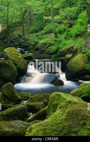 UK, Derbyshire, Peak District, Burbage Bach fließt durch Padley Schlucht Stockfoto