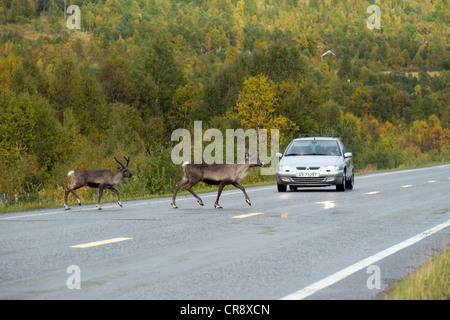 Rentier (Rangifer Tarandus) auf ein Land Straße, Finnmark, Norwegen, Europa Stockfoto