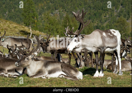 Domestizierte gefleckte Rentier (Rangifer Tarandus), Nutztier der Sami, Finnmark, Norwegen, Europa Stockfoto