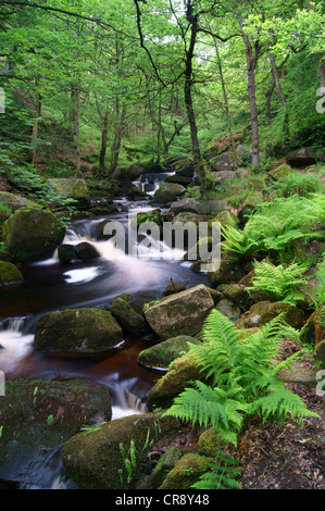 UK, Derbyshire, Peak District, Burbage Bach fließt durch Padley Schlucht Stockfoto