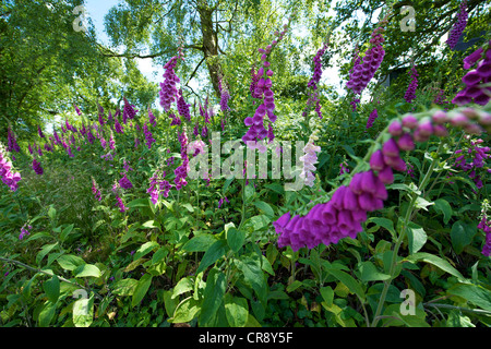 Fingerhut Digitalis Purpurea und Heide in einer wilden Wiese am Reigate Heide Surrey an einem sonnigen Junimorgen Stockfoto