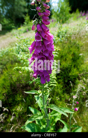 Fingerhut Digitalis Purpurea und Heide in einer wilden Wiese am Reigate Heide Surrey an einem sonnigen Junimorgen Stockfoto