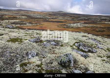 Rentier Flechten oder Karibus Moos (Cladonia Rangiferina), Fjell-Landschaft im Herbst, Ringebufjellet, Norwegen, Europa Stockfoto