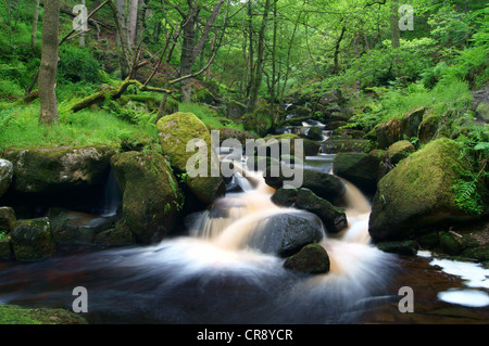 UK, Derbyshire, Peak District, Burbage Bach fließt durch Padley Schlucht Stockfoto