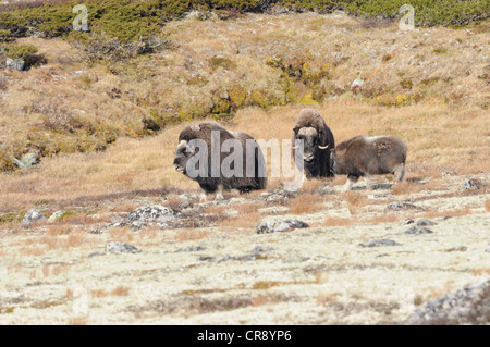 Moschusochsen (Ovibos Moschatus) im Dovrefjell-Sunndalsfjella-Nationalpark, Norwegen, Europa Stockfoto