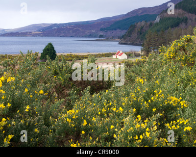 Croft House und blühenden Ginster, Loch Broom, Schottland Stockfoto