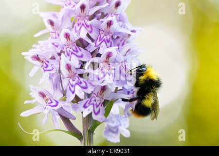 Hummel, die Fütterung von eine Orchidee Stockfoto