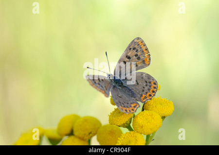 Rußiger Kupfer (Lycaena Tityrus), mittlere Elbe-Biosphärenreservat, zentrale Elbegebiet, Sachsen-Anhalt, Deutschland, Europa Stockfoto