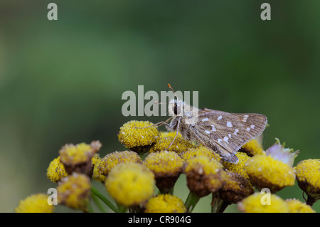 Silber-spotted Skipper (Hesperia Komma), mittlere Elbe-Biosphärenreservat, zentrale Elbegebiet, Sachsen-Anhalt, Deutschland, Europa Stockfoto