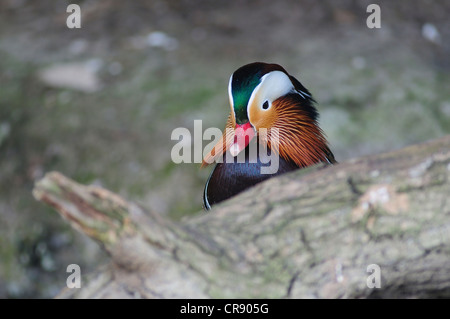 Mandarin Drake. Slimbridge, Gloucestershire, UK März 2011 Stockfoto