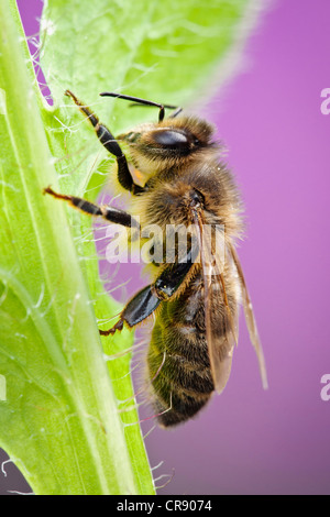 Honigbiene auf Pflanzenstängel festhalten Stockfoto