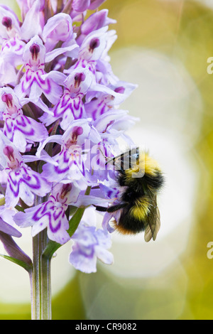 Hummel, die Fütterung von eine Orchidee Stockfoto