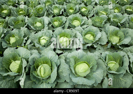 weißer Kopf Kohl in der Schlange wachsen auf Feld Stockfoto