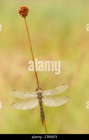 Gekielte Skimmer (Orthetrum Coerulescens) in der Nähe von Leipzig, Sachsen, Deutschland, Europa Stockfoto