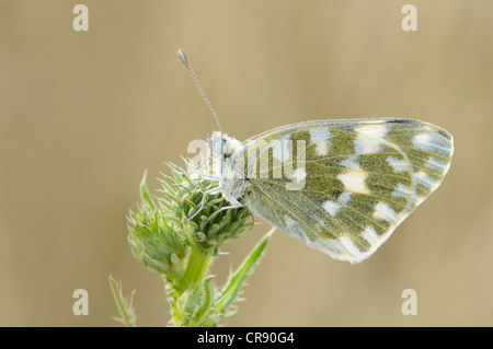 Östlichen Bad weiß Schmetterling (Pontia Edusa), Biosphärenreservat mittlere Elbe, Dessau, Deutschland, Europa Stockfoto
