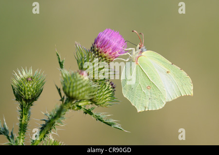 Schmetterling Zitronenfalter (Gonepteryx Rhamni), Biosphärenreservat mittlere Elbe, Dessau, Deutschland, Europa Stockfoto