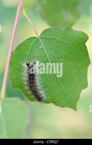 Schwammspinner (Lymantria Dispar), Raupe, mittlere Elbe-Biosphärenreservat, Dessau, Deutschland, Europa Stockfoto