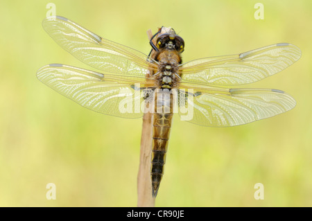 Vier-spotted Chaser Libelle (Libellula Quadrimaculata), Leipzig, Deutschland, Europa Stockfoto