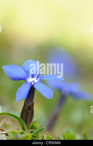 Frühlings-Enzian (Gentiana Verna), Triglav Nationalpark, Slowenien, Europa Stockfoto