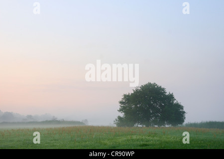 Baum im Morgennebel, Überschwemmungsgebiet der Elbe in der Nähe von Dessau, Sachsen-Anhalt, Deutschland, Europa Stockfoto