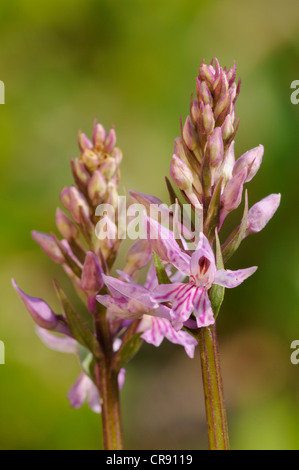 Gemeinsamen Spotted-Orchidee (Dactylorhiza Fuchsii), Triglav Nationalpark, Slowenien, Europa Stockfoto