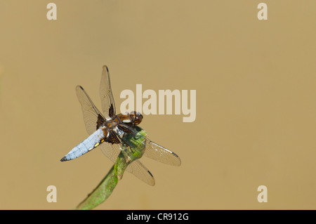 Breit-bodied Chaser Libelle auf englische Sommer Tag Aalen Stockfoto