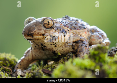 Gemeinsamen katzenähnliche oder Knoblauch Kröte (Pelobates Fuscus), mittlere Elbe-Biosphären-Reservat in der Nähe von Dessau, Sachsen-Anhalt, Deutschland, Europa Stockfoto