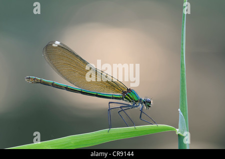 Gebänderten Prachtlibelle (Calopteryx Splendens), Weiblich, mittleren Elbe-Biosphären-Reservat in der Nähe von Dessau, Sachsen-Anhalt, Deutschland, Europa Stockfoto