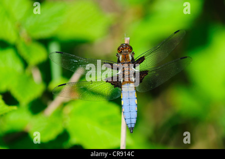männliche breit-bodied Chaser Libelle am Rest Libellula Depressa Odonata Anisoptera Insekt Wirbellosen Stockfoto