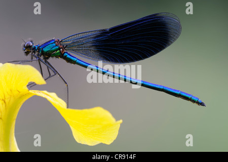 Banded Prachtlibelle (Calopteryx Splendens) männlich, mittleren Elbe-Biosphären-Reservat in der Nähe von Dessau, Sachsen-Anhalt, Deutschland, Europa Stockfoto