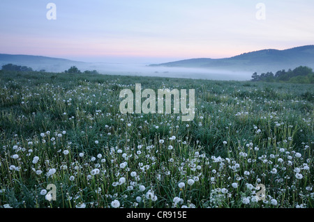 Wiese im Morgennebel, Landschaft in der Nähe von Nahwinden, Thüringen, Deutschland, Europa Stockfoto