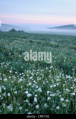 Wiese im Morgennebel, Landschaft in der Nähe von Nahwinden, Thüringen, Deutschland, Europa Stockfoto