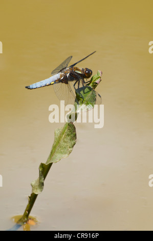 Breit-bodied Chaser Libelle auf englische Sommer Tag Aalen Stockfoto