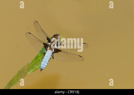 Breit-bodied Chaser Libelle auf englische Sommer Tag Aalen Stockfoto