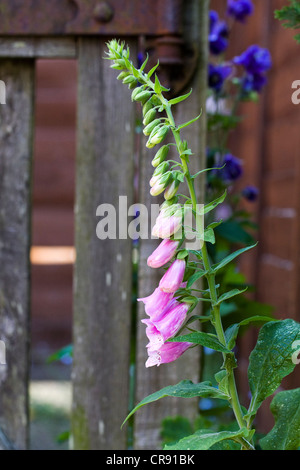 Digitalis Purpurea gegen eine alte Holztor. Stockfoto