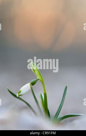 Frühling Schneeflocke (Leucojum Vernum) Stockfoto