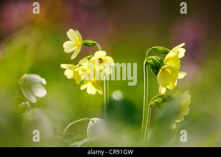 Echte Schlüsselblume (Primula Elatior) Stockfoto