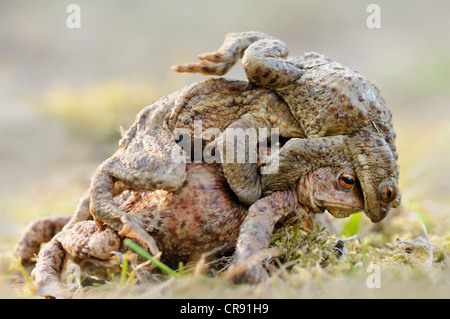 Kröten (Bufo Bufo), Männchen im Wettbewerb um ein Weibchen Stockfoto