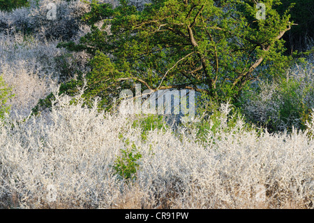 Blühende Blackthorn oder Schlehe (Prunus Spinosa) Stockfoto