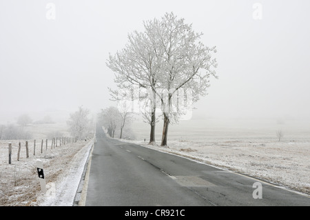 Landstraße im Winter, Raureif, Harz-Gebirge, Sachsen-Anhalt, Deutschland, Europa Stockfoto